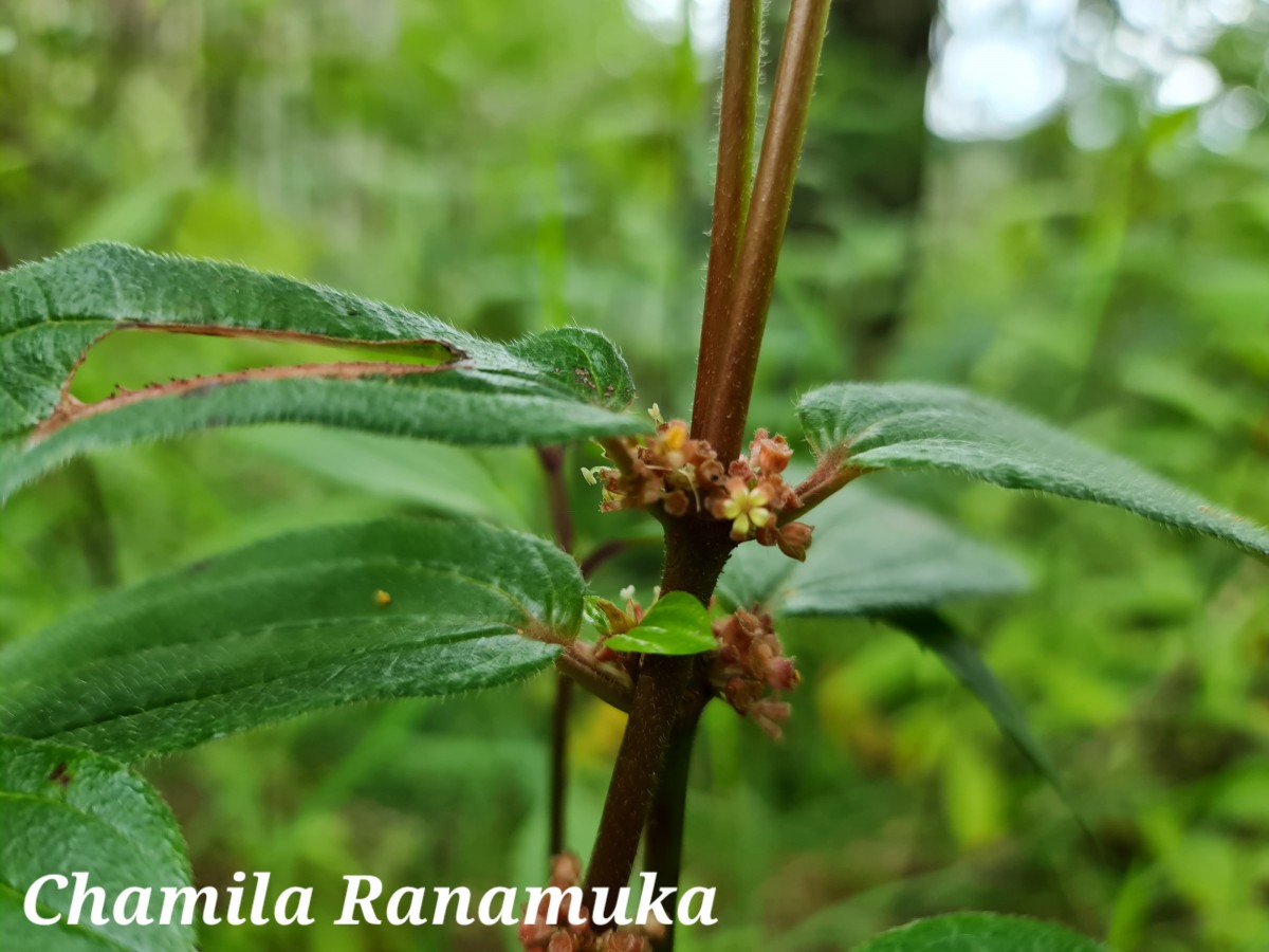 Gonostegia hirta (Hassk.) Miq.